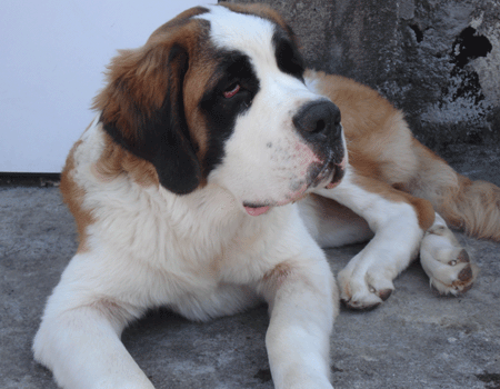 São Bernardo: características, cuidados e curiosidades do cachorro